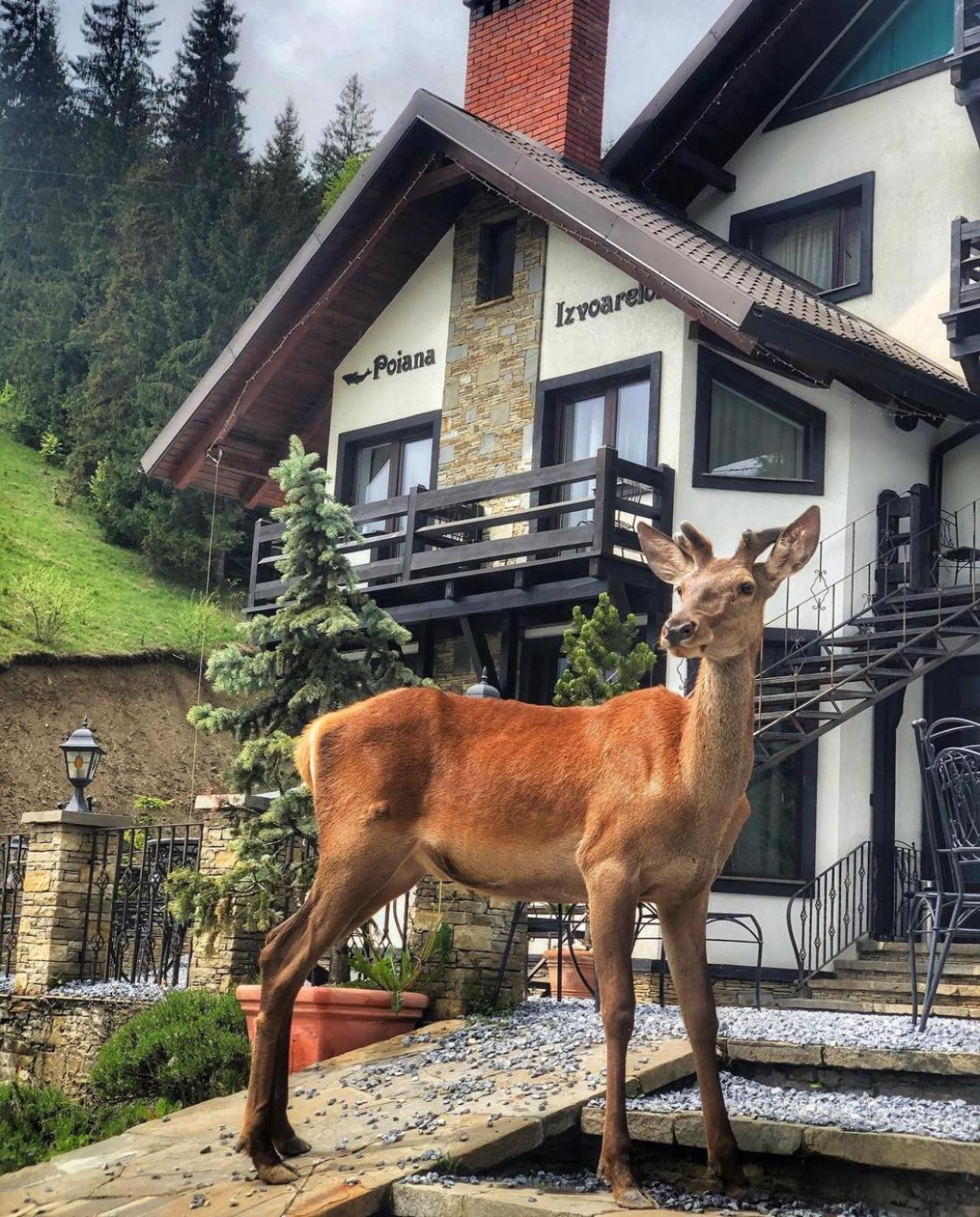 Pensiunea Poiana Izvoarelor Vatra Dornei Luaran gambar