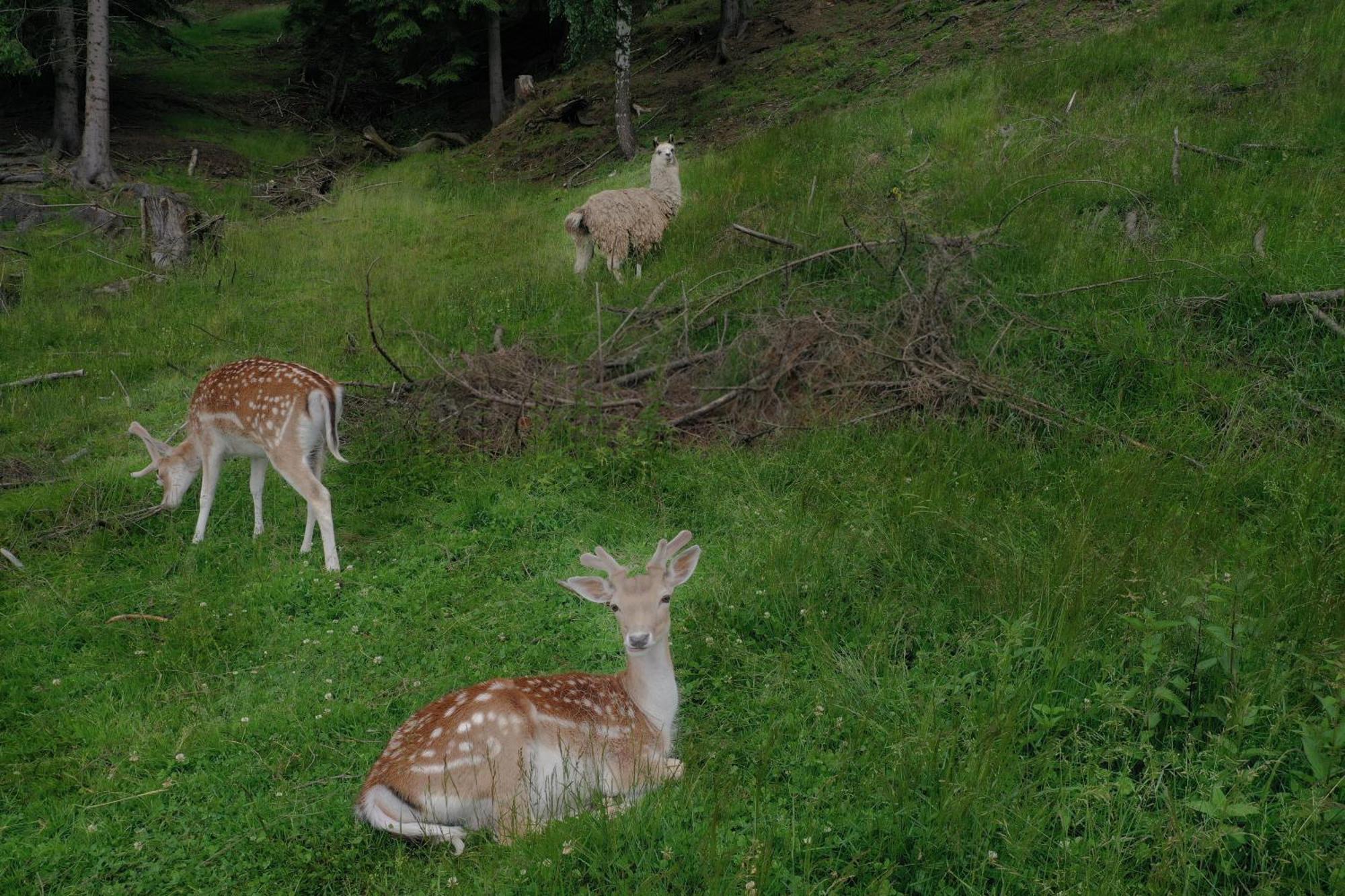 Pensiunea Poiana Izvoarelor Vatra Dornei Luaran gambar